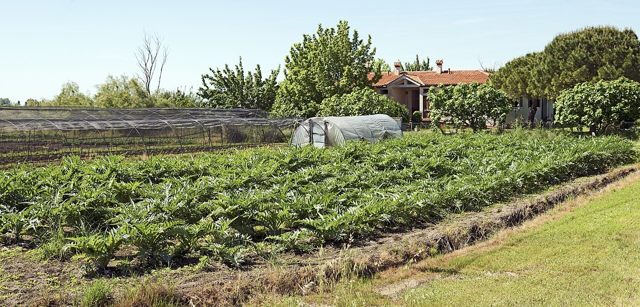 Market gardens on Sant'Erasmo